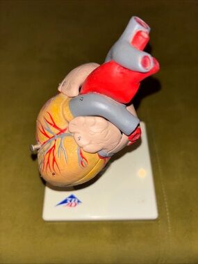 3B Anatomical Model Detailed Human Heart Stand 2-Part Learning Model Science Lab